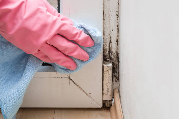 Why You Should Choose Our Mold Remediation Services in Prineville Lake Acres, OR